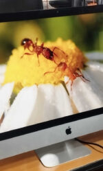 All In One Apple iMac 27 Core I5 32gb 1tb Sequoia - Imagen 6